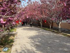 -莱阳濯村樱花园