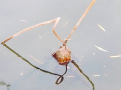 -岳姥姥饺子(泺文路店)