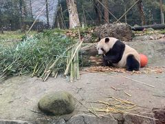 -都江堰中华大熊猫苑