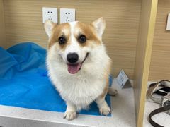 -美联众合爱康动物医院•复杂内科•肿瘤科•牙科•腔镜诊疗中心
