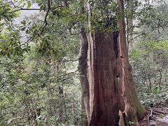 -天目山大树王景区