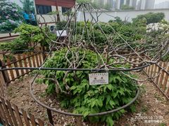 -曹州百花园