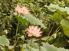 -李小龙乐园(顺德均安店)