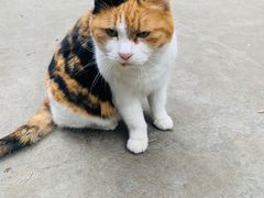-巴金故居