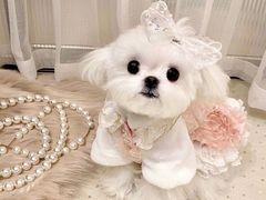-萌宠之家·腊肠犬·马尔泰·小体犬舍