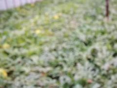 -庞各庄西瓜蔬菜采摘园·锦华瓜园