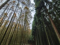 -山王坪喀斯特国家生态公园