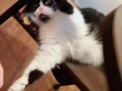 -猫友咖啡店(玉林西路店)