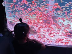 -海合安成都极地海洋公园