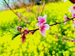 -桃花岛景观公园