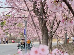 -顾村公园