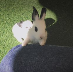 -萌宠亲子动物乐园(槐房万达店)