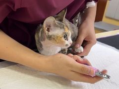 -美联众合动物医院·24h转诊中心