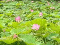 -宜兴龙背山森林公园