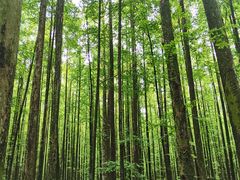 -山王坪喀斯特国家生态公园