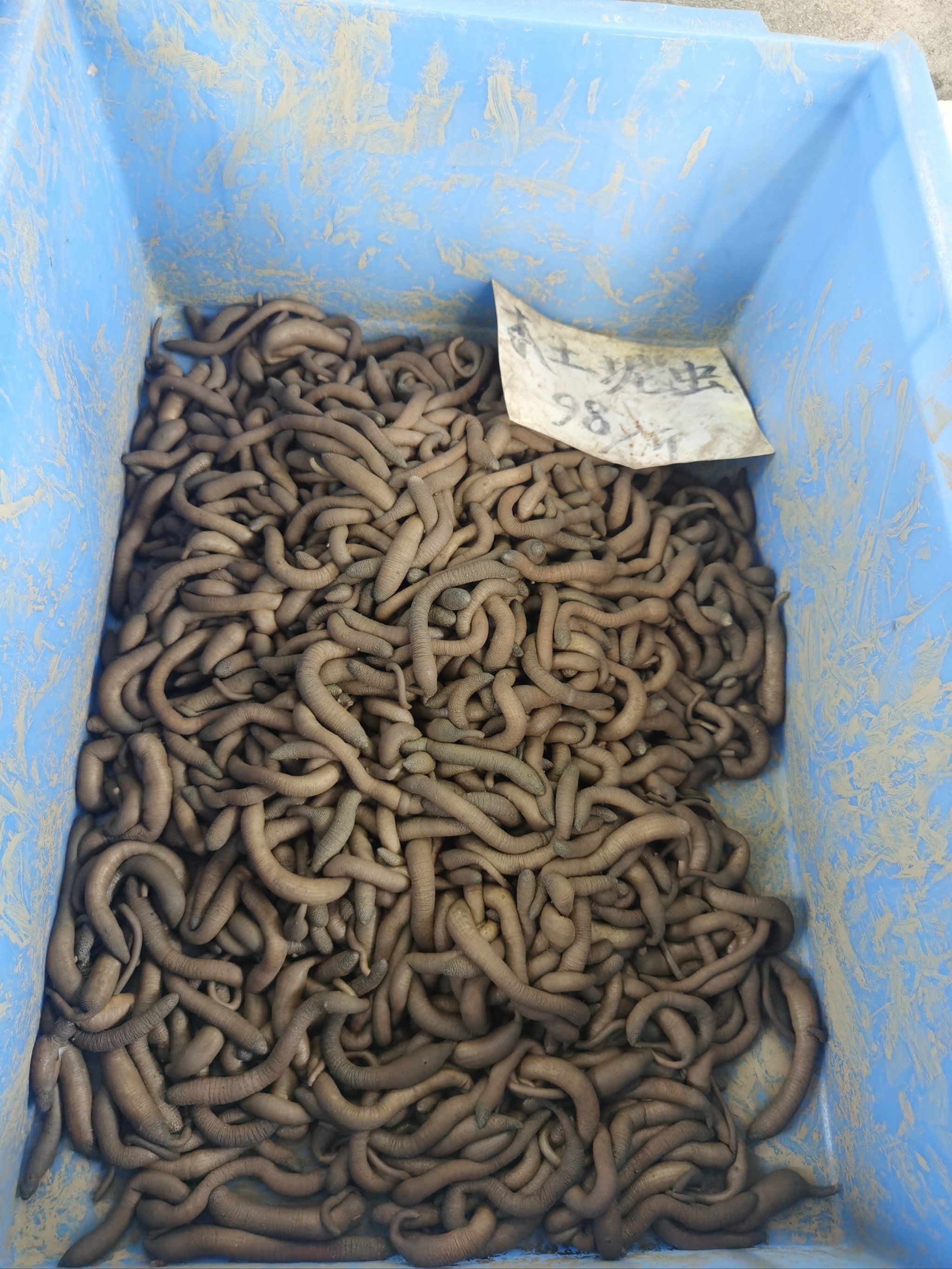 泥虫和沙虫什么区别呢