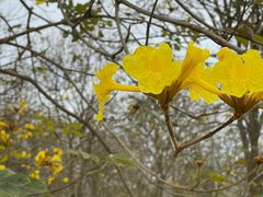 -天适樱花悠乐园