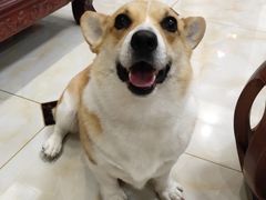 -瑞鹏宠物医院·内科·中兽医·骨科(苗圃店)