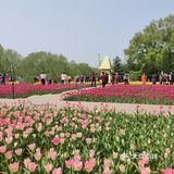 郁金香