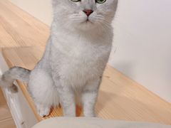 -李小姐の猫咖啡馆(五角场店)