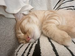 -瑞派申生动物医院·24H夜诊·国际动物医疗中心·骨外科(吴中路店)