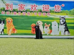 -宠物寄养训练学校