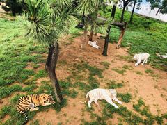 -西霞口神雕山野生动物世界