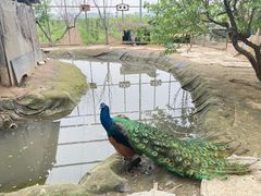 -河北村民俗体验园