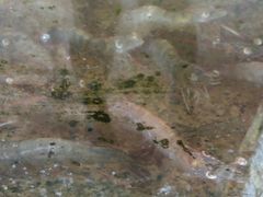 大明虾，半只筷子长-浪琴湾尾角仔海鲜坊