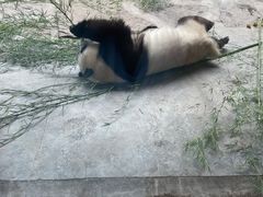 -石家庄市动物园