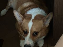 -天宠宠物医院24小时·急重症诊疗中心·全科·腔镜特色(和平分院)