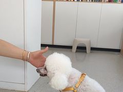 -西安京西宠物医院·瘫痪·疑难杂症