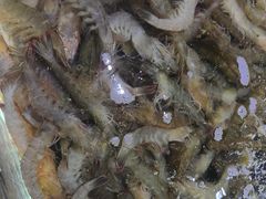 -聚盛源蒸汽海鲜火锅烤肉自助(巨川金海岸购物广场店)