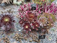 -中国科学院西双版纳热带植物园
