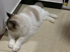 -猫爪屋猫咖(乐汇城店)