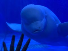 -多彩贵州城极地海洋世界