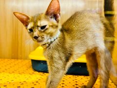 -欣宠猫屋·矮脚拿破仑·蓝金金渐层