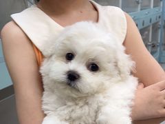 -萌宠之家·腊肠犬·马尔泰·小体犬舍