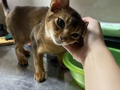 -猫大福·Fortune Cat猫舍(百子湾店)