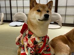 -逗柴咖啡屋·狗咖猫咖宠物桌游