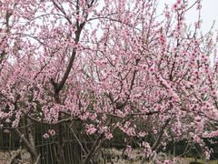 -白塘生态植物园