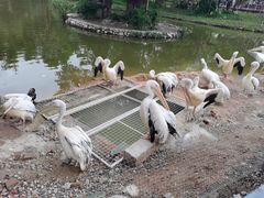 -深圳野生动物园