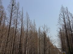 -日照海滨国家森林公园
