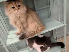 -安格丽娜·狗咖·猫咖羊驼咖(春熙路百盛商场店)