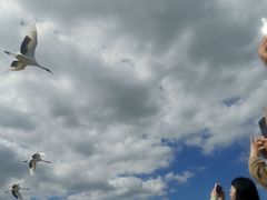 -盐城丹顶鹤湿地生态旅游区