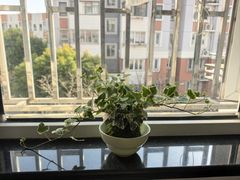 -双季花艺园艺市场(浦东店)