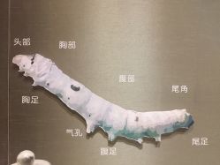 -太湖雪蚕桑文化园