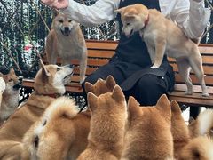 -柴犬高等学院·狗咖·柴犬售卖·宠物训练