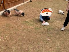 -安徽大青山野生动物世界
