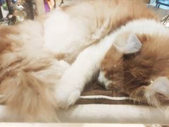 -momokira米努特·德文卷毛猫·棉花面纱犬